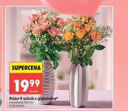 Biedronka Róża oferta