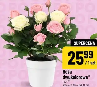 Polomarket Róża dwukolorowa oferta