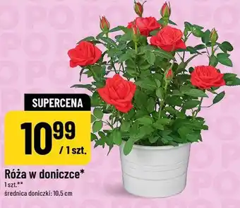 Polomarket Róża w doniczce oferta