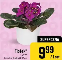 Polomarket Fiołek oferta