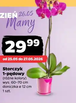 Netto Storczyk oferta