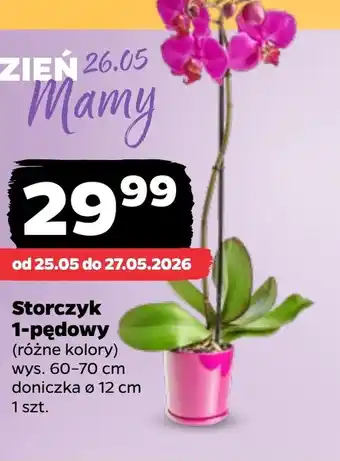 Netto Storczyk oferta