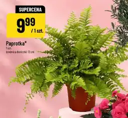 Polomarket Paprotka średnica doniczki: 12cm oferta