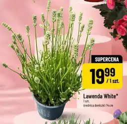 Polomarket Lawenda White średnica doniczki: 14cm oferta