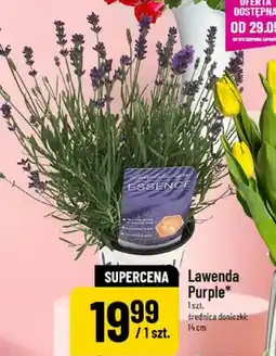 Polomarket Lawenda Purple średnica doniczki: 14cm oferta