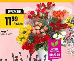 Polomarket Róże oferta