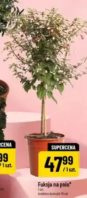 Polomarket Fuksja na pniu oferta