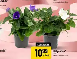 Polomarket Platycodon średnica doniczki: 12cm oferta