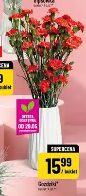 Polomarket Goździki oferta