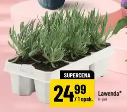 Polomarket Lawenda 6-pak oferta