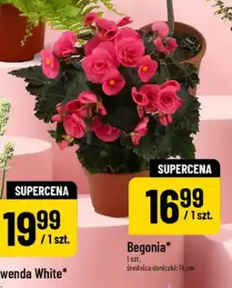 Polomarket Begonia średnica doniczki: 14cm oferta