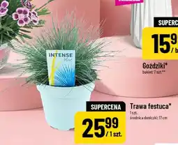 Polomarket Trawa festuca Intense Blue oferta