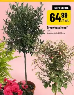 Polomarket Drzewko oliwne oferta