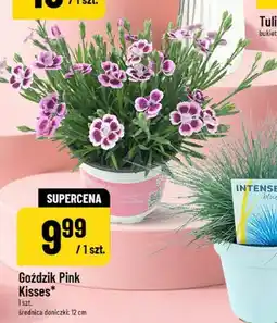 Polomarket Goździk Pink Kisses oferta