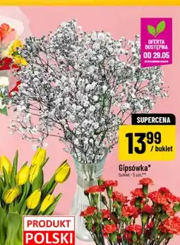 Polomarket Gipsówka oferta