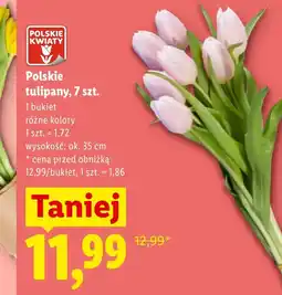 Lidl Tulipan Polskie kwiaty oferta