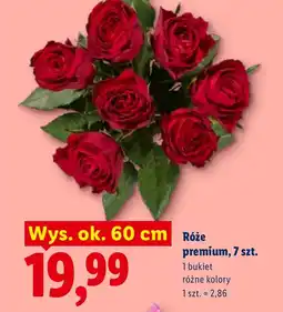 Lidl Róża Ok oferta