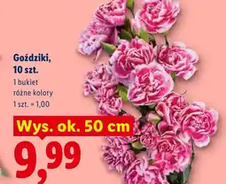 Lidl Goździki oferta