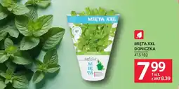 Selgros Mięta XXL Doniczka oferta