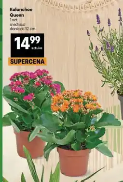Delikatesy Centrum Kalanchoe Queen średnica doniczki 12cm oferta