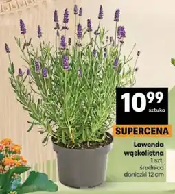 Delikatesy Centrum Lawenda wąskolistna średnica doniczki 12cm oferta