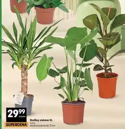 Delikatesy Centrum Rośliny zielone XL średnica doniczki 17cm oferta