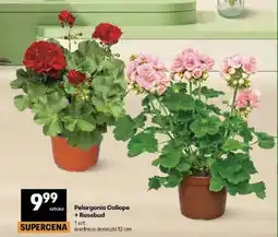 Delikatesy Centrum Pelargonia Rosebud średnica doniczki 12cm oferta