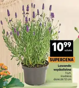 Delikatesy Centrum Lawenda wąskolistna oferta