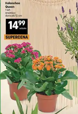 Delikatesy Centrum Kalanchoe Queen oferta