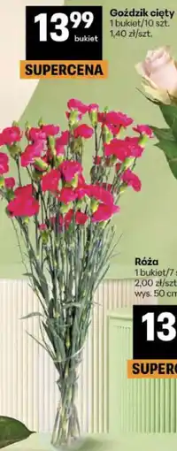 Delikatesy Centrum Goździk cięty oferta