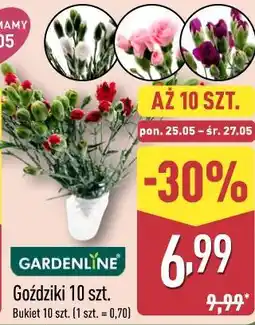 ALDI Goździki 10 szt oferta