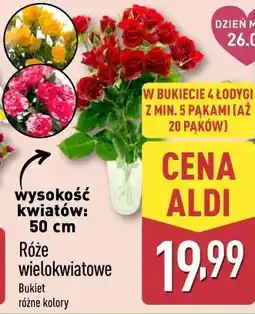 ALDI Róże wielokwiatowe oferta