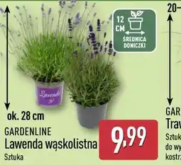 ALDI GARDENLINE Lawenda wąskolistna oferta
