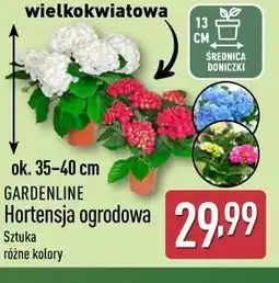 ALDI GARDENLINE Hortensja ogrodowa oferta