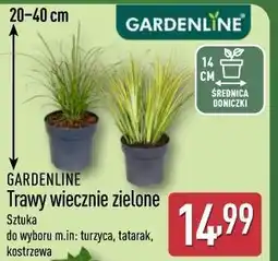 ALDI GARDENLINE Trawy wiecznie zielone oferta