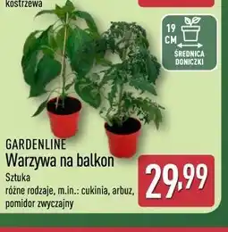 ALDI GARDENLINE Warzywa na balkon oferta