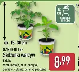 ALDI GARDENLINE Sadzonki warzyw oferta
