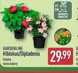 ALDI GARDENLINE Hibiskus/Dipladenia oferta