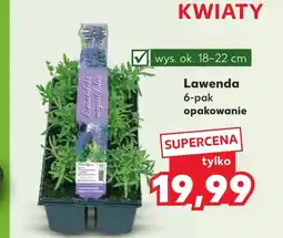 Kaufland Lawenda Ok oferta