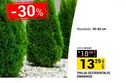 Merkury Market Thuja Indeks oferta