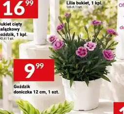 Twój Market Goździk doniczka 12cm oferta