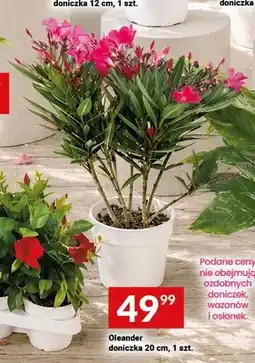 Twój Market Oleander doniczka 20cm oferta
