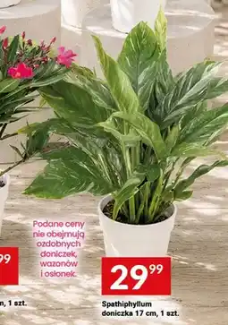 Twój Market Spathiphyllum doniczka 17cm oferta