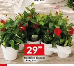 Twój Market Mandevilla doniczka 14cm oferta