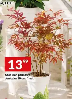 Twój Market Acer klon palmowy doniczka 10cm oferta