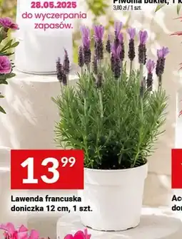 Twój Market Lawenda francuska doniczka 12cm oferta