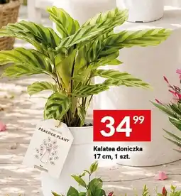 Twój Market Kalatea doniczka 17cm oferta