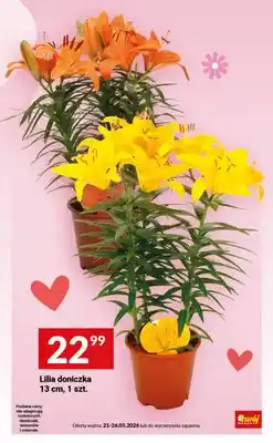 Twój Market Lilia doniczka 13cm oferta