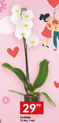 Twój Market Orchidea 12cm oferta