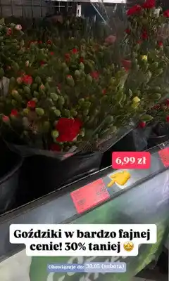 ALDI Goździki GARDENLINE oferta